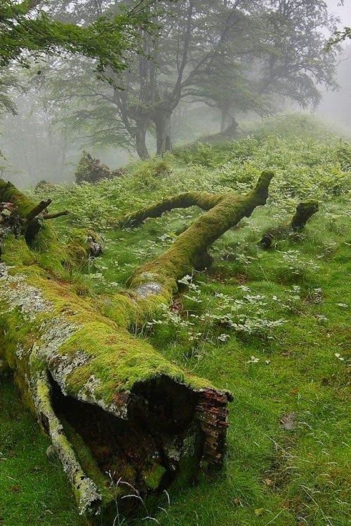 the image shows a lush green forest with a fallen tree trunk covered in moss in the foreground. the background features more trees in a hazy, foggy setting, adding to the overall atmosphere of a damp, overgrown woodland. the forest floor is covered in grass and ferns.