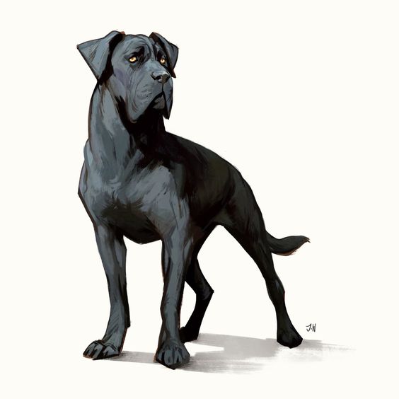 a digital illustration of a black cane corso dog standing against a white background. the dog is facing slightly to the left and looking off into the distance.  the style of the illustration is painterly with visible brushstrokes.
