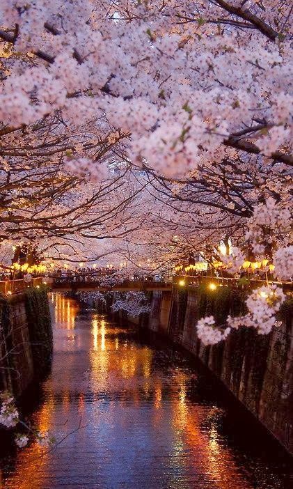 a picturesque canal scene with a bridge in the distance, adorned with a breathtaking display of cherry blossoms in full bloom.  the canal reflects the warm glow of streetlights and the soft pink hues of the blossoms creating a mesmerizing ambiance. the scene exudes an air of tranquility and beauty, capturing the essence of spring and the charm of a cityscape transformed by nature's splendor.