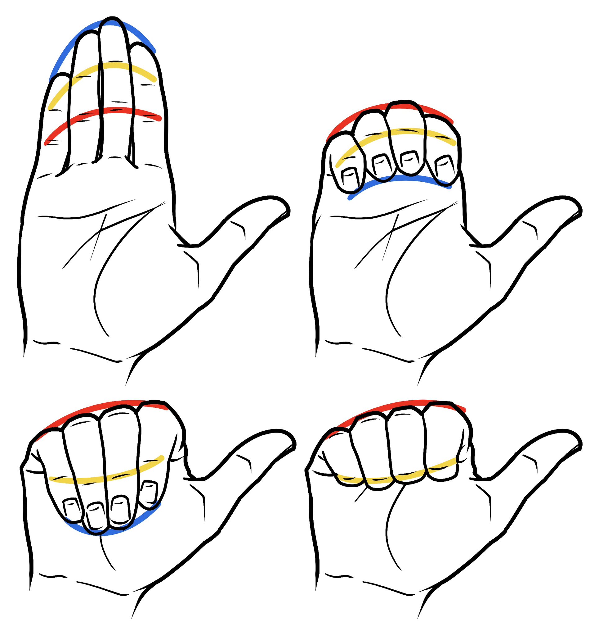 he image contains four drawings of hands in different positions, each with colored lines indicating the curves and shapes of the fingers and hand. the drawings show a progression from a flat hand to a clenched fist, with variations in finger curvature. the lines are colorcoded, likely to highlight different anatomical features or stages in drawing a hand. the style is simple, clear and instructional, suggesting it may be from a drawing tutorial or guide.