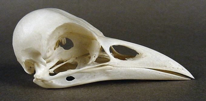 a closeup of a bird's skull with a large beak, showing the details of the bone structure. the skull is isolated on a brown background.