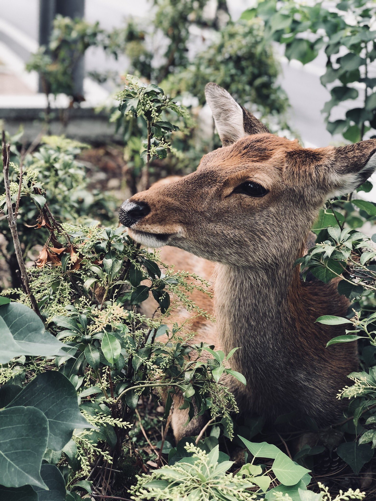 a brown deer lays in a patch of greenery by the sidewalk. the deer is looking slightly to the left of the camera. the deer has large brown eyes and brown fur with white around its mouth. there is a street with a white line behind the deer. the photo is taken from a slightly low perspective.