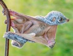 a colugo, also known as a flying lemur, hangs from a branch in a tropical rainforest. it's a small, furry mammal with large, batlike wings that allow it to glide between trees. the colugo is native to southeast asia, including the philippines.