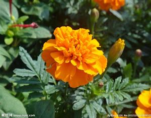 the image shows a closeup view of a bright orange marigold flower in full bloom. the flower has many petals and a slightly ruffled appearance. the background is a blur of green leaves and other plants, suggesting a garden setting. the lighting is bright and sunny, highlighting the vibrant colors of the flower.