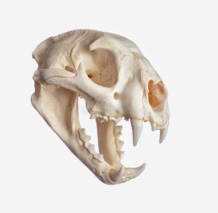 a closeup image of an animal skull, possibly a bobcat or lynx, against a white background. the skull is facing the right side of the image and is in focus. the skull's teeth are visible and sharp. the image is isolated and clean, perfect for a scientific or educational purpose.