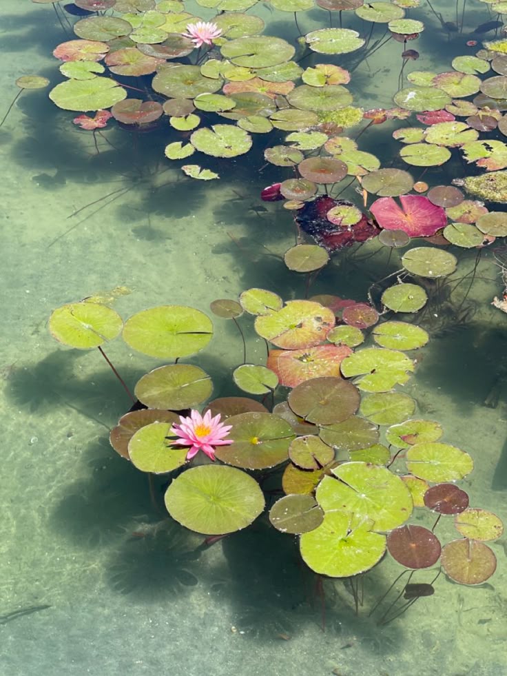 the image shows a pond covered in lily pads and water lilies. there are two pink water lilies in bloom. the water is clear and the sun casts shadows through the lily pads.