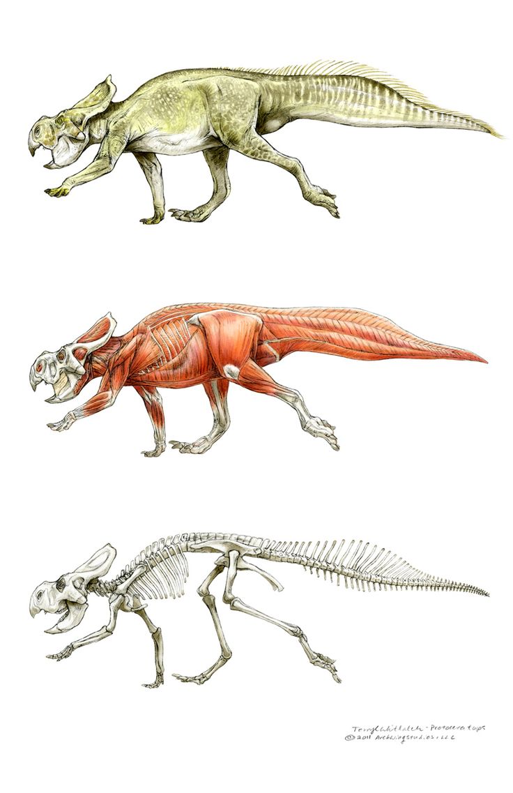 the image shows three anatomical depictions of a protoceratops dinosaur. the top image shows the full body of the dinosaur with skin and color, the middle image shows the dinosaur with its muscles exposed, and the bottom image shows the skeleton of the dinosaur. all three images are in the same pose and show the animal from a side view.