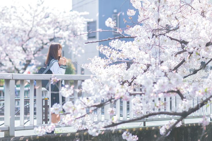 the image depicts a young japanese schoolgirl in her uniform, carrying a backpack. she's standing on a bridge, looking thoughtfully off to the side.  the foreground and background are filled with a profusion of beautiful, white cherry blossoms in full bloom. the overall atmosphere is serene, peaceful, and evokes the feeling of spring in japan. the light is soft and the colours are pastel, giving the image a delicate and dreamy quality.