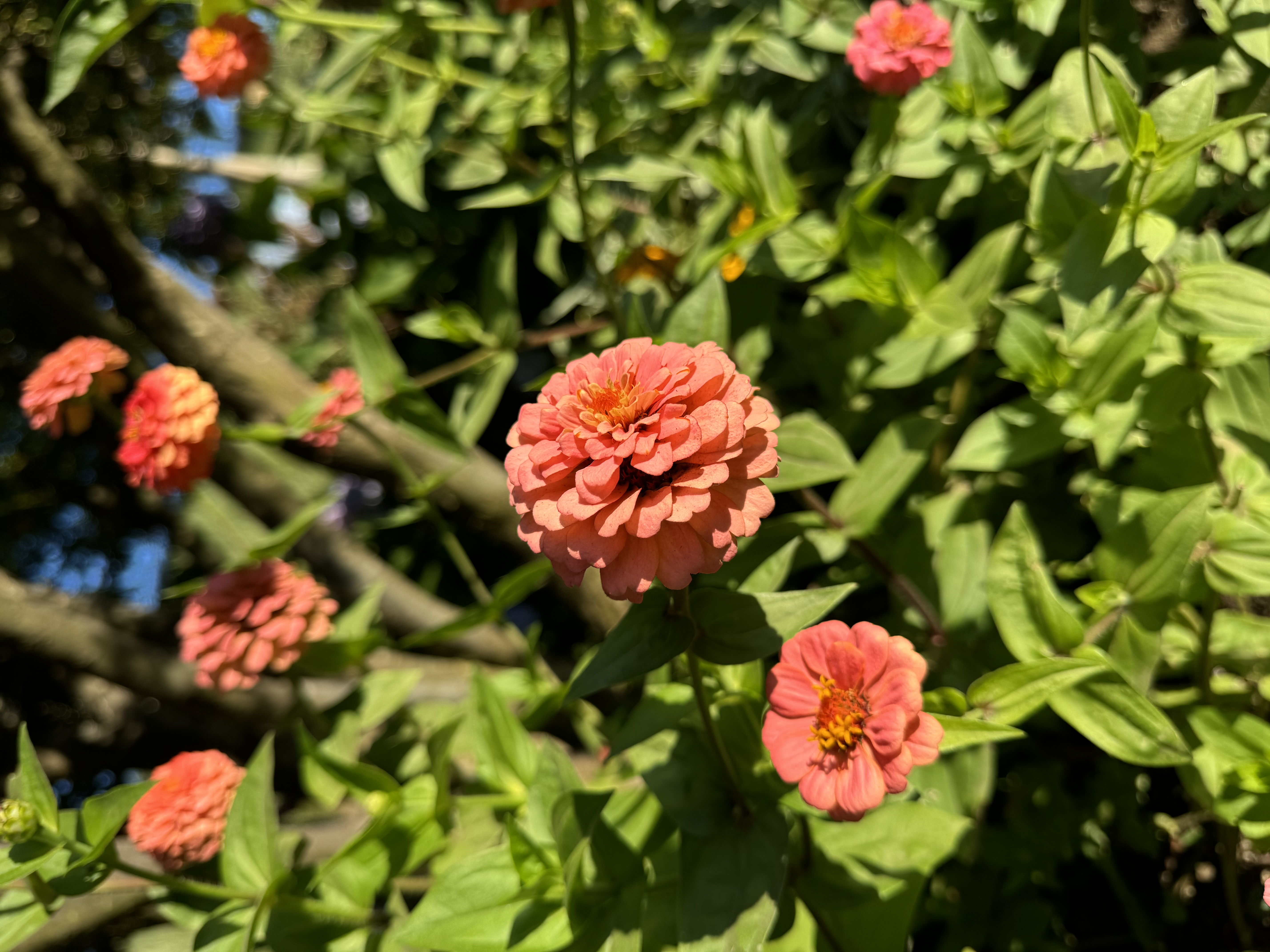 a closeup shot of multiple salmoncolored zinnia flowers in full bloom amidst lush green foliage. the flowers are vibrant and captivating, with layered petals radiating outwards.  the image evokes the warmth and beauty of a summer garden.