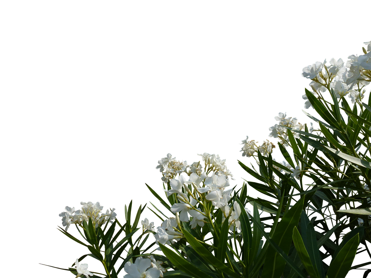 the image features white oleander flowers and green leaves against a stark black background. the flowers are clustered in bunches and the leaves are long and narrow. the composition is focused on the bottom right corner and extends diagonally to the bottom left.