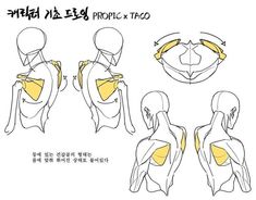 the image is a drawing of the back muscles of a human figure. it is a study of anatomy for artists, showing the different muscles and how they attach to the skeleton. the image is labeled in korean, with the english words "propic" and "taco" visible.