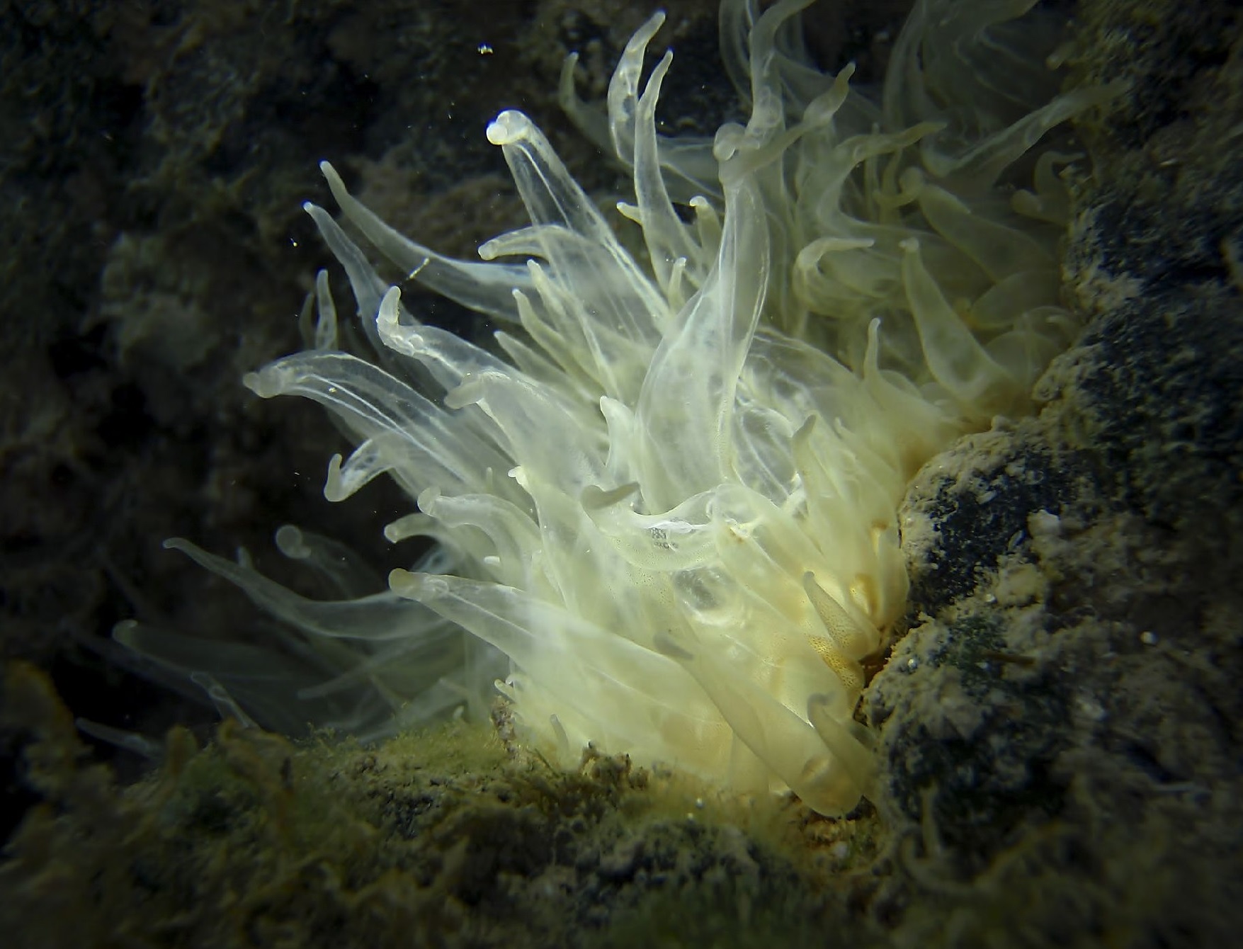 a white sea anemone clings to a rock on the ocean floor. its numerous tentacles extend outward, resembling a delicate and intricate flower. the surrounding environment is dark and mysterious, highlighting the ethereal beauty of the anemone.
