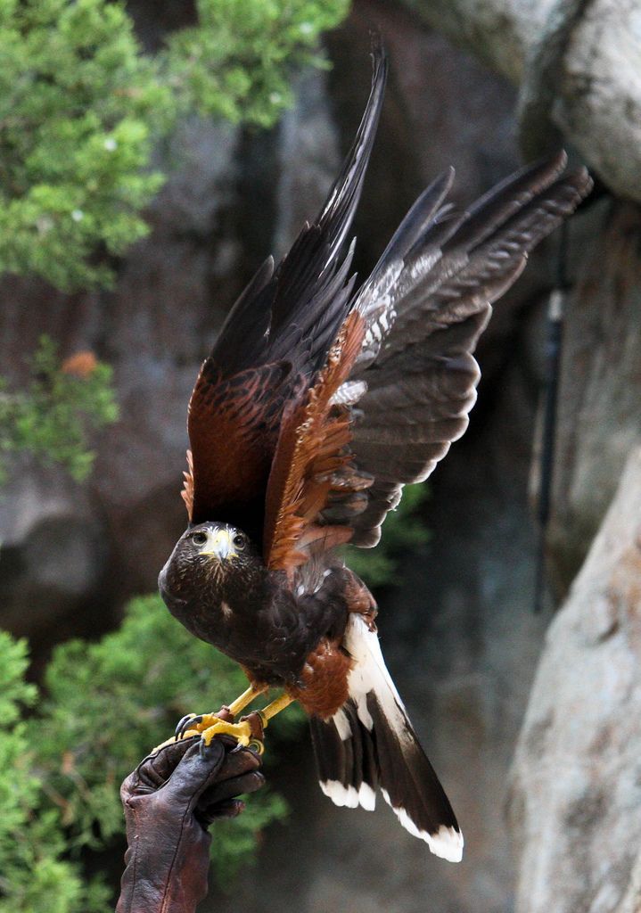 a harris's hawk with its wings partially spread stands on a gloved hand. the bird's feathers are a mix of brown, black, white, and tan, and it has sharp yellow talons. the background includes foliage and rock formations.