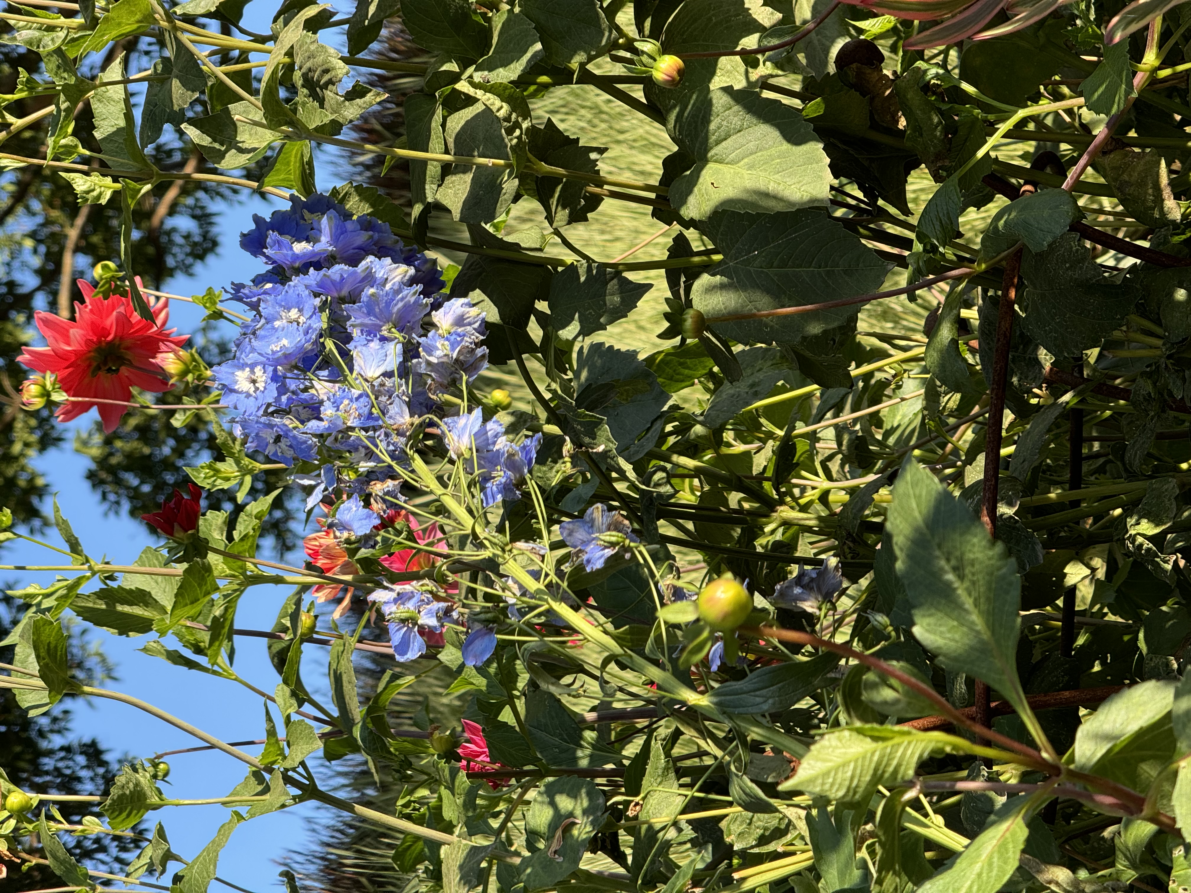 the image shows a closeup view of red dahlias and blue delphiniums in a garden setting. the flowers are in full bloom and the sun is shining brightly on them. the leaves of the plants are green and healthy. there is a blue sky in the background.