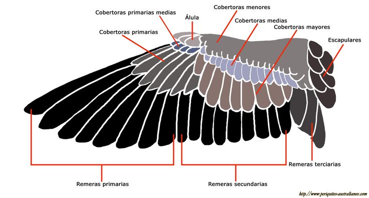 he image is a detailed diagram of a bird's wing, showcasing the various types of feathers and their arrangement.  the different feather groups are clearly labeled in spanish: "remeras primarias" (primary feathers), "remeras secundarias" (secondary feathers), "remeras terciarias" (tertiary feathers), "cobertoras primarias" (primary coverts), "cobertoras primarias medias" (median primary coverts), "cobertoras menores" (lesser coverts), "cobertoras medias" (secondary coverts), "cobertoras mayores" (greater coverts), "escapulares" (scapulars), and "álula" (alula).  the diagram uses colorcoding to differentiate the various feather types, showing their relative positions and sizes within the wing structure. the overall style is a simplified, yet informative, biological illustration suitable for educational purposes.