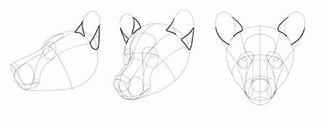 three sketches of a bear head from different perspectives. each sketch shows construction lines that divide the head into basic shapes.  the left sketch is a side view, the middle sketch is a threequarter view, and the right sketch is a front view.