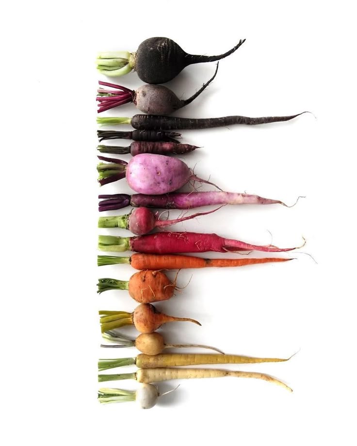 the image shows a variety of radishes and carrots arranged in a row on a white background. the vegetables are different colors, including black, purple, pink, red, orange, yellow, and white. the arrangement creates a gradient effect.