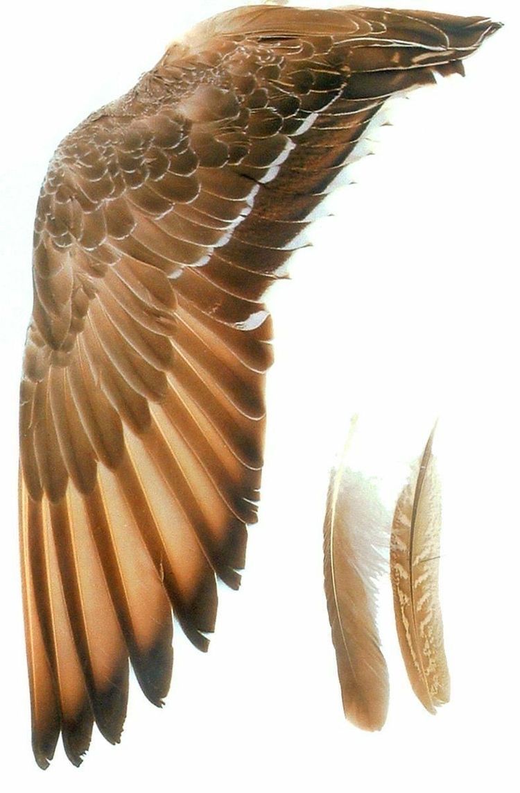 a single bird's wing is shown against a white background. the wing is outstretched and features a gradient of brown feathers, ranging from dark brown at the tips to light brown near the body. two detached feathers lay below, mirroring the coloration of the wing.