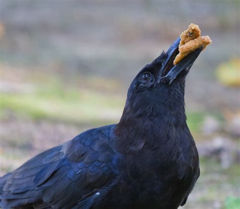 a black crow with its beak open is looking up and eating a small snack. the crow is standing on the ground with its head tilted back.  the crow is a large black bird with a long beak. it has dark eyes and is surrounded by green grass.