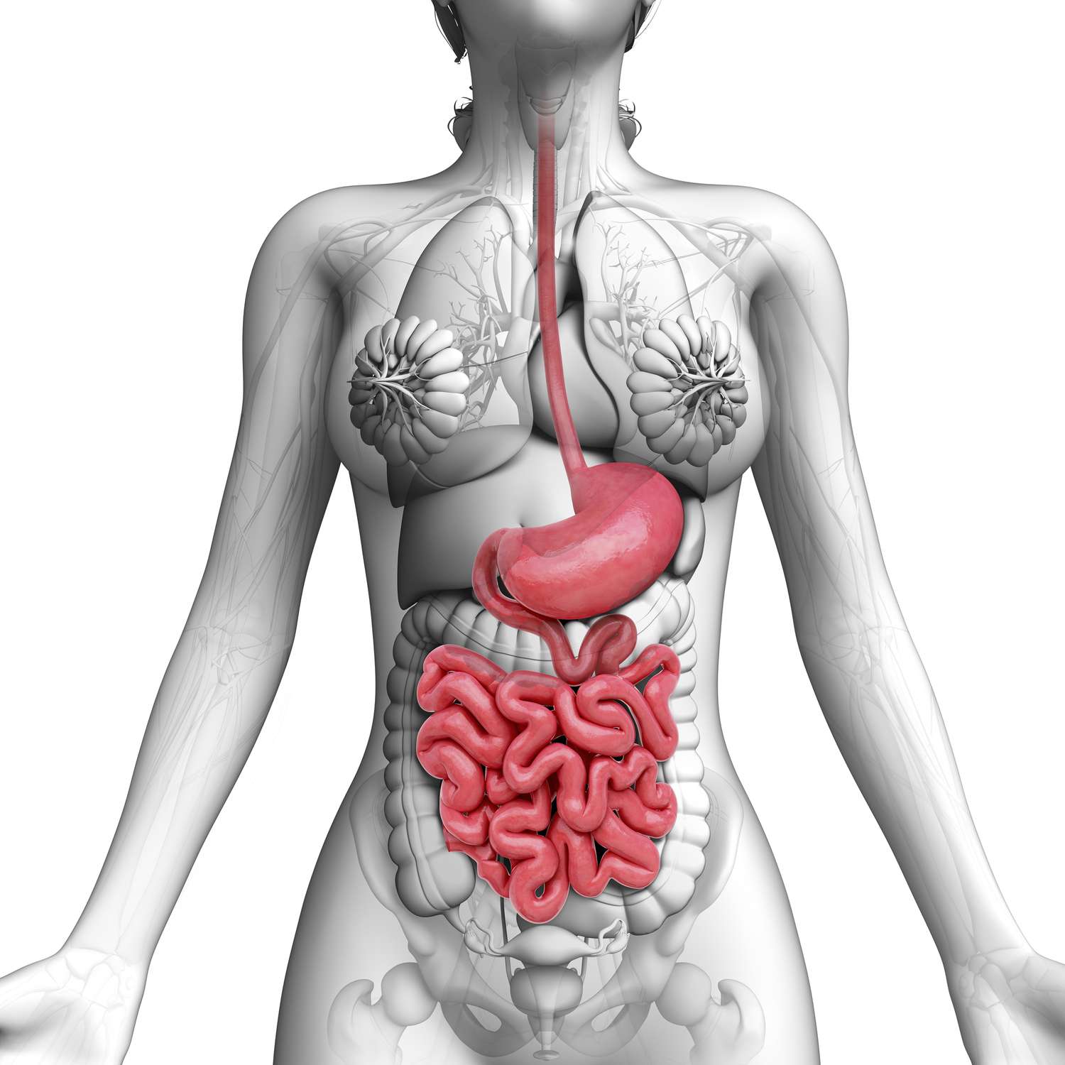 a 3d illustration of a female human body with its digestive system highlighted. the anatomy includes the stomach, small intestine, large intestine, esophagus, liver, pancreas, gallbladder, spleen, kidneys, bladder, and urinary tract. the skeletal system and musculature are also visible in the image. this illustration provides a detailed representation of the digestive system and its components, making it a valuable tool for medical education and research.
