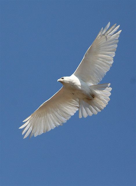 a white bird, likely a hawk or kite, is soaring through a clear blue sky. its wings are fully extended, showcasing its feathers in detail. the bird appears to be gliding or hunting, and its white coloration contrasts with the blue background.