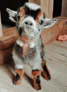a cute baby goat, a fawn, stands on a wooden floor looking at the camera with its adorable eyes, and black, brown, and white spotty fur. its small size and playful nature are evident.  the image captures the charm of this young animal.