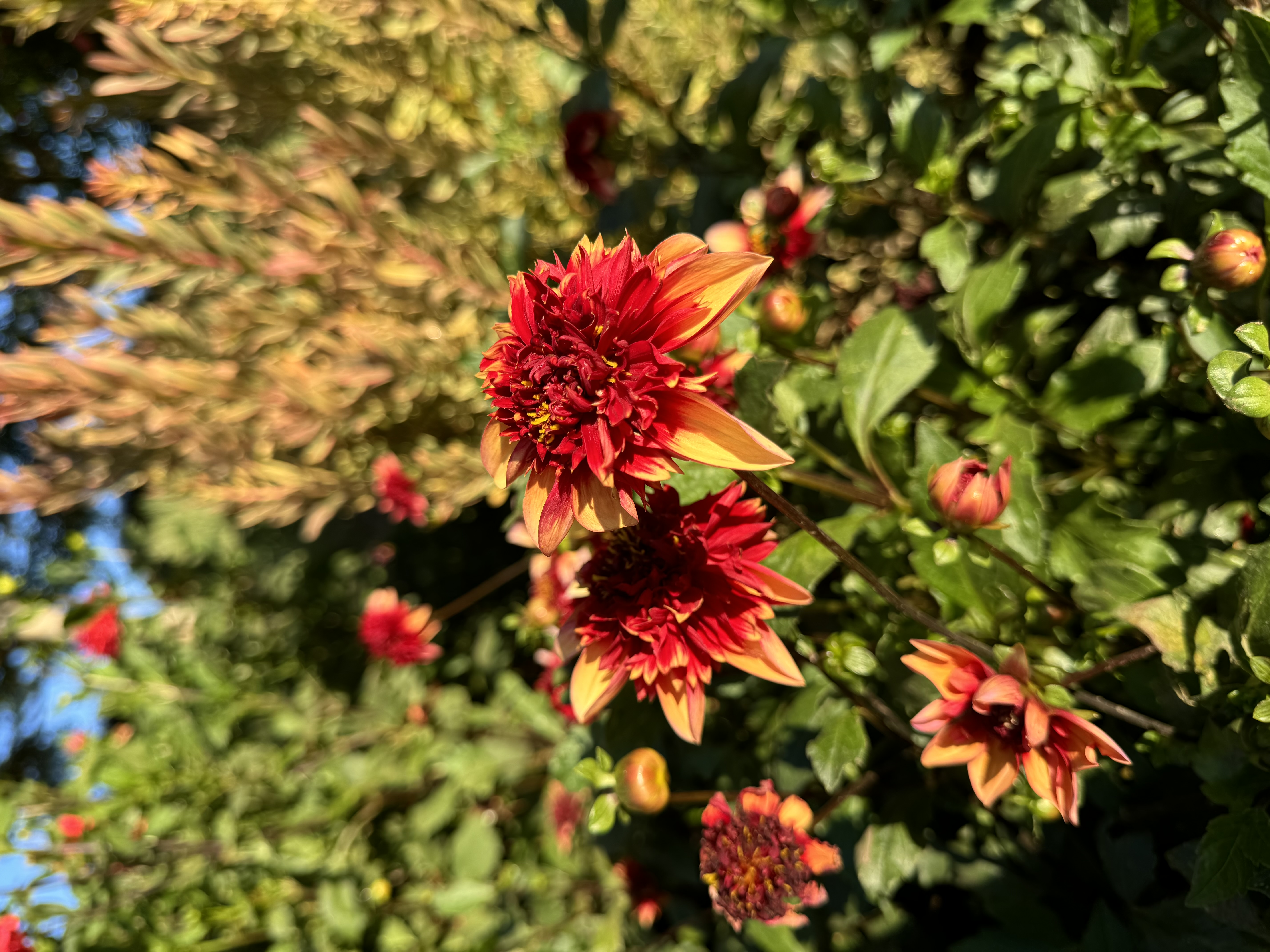the image shows red and yellow dahlia flowers in a garden. the flowers are in bloom and the petals are open. the leaves of the plants are green. the sun is shining on the flowers.