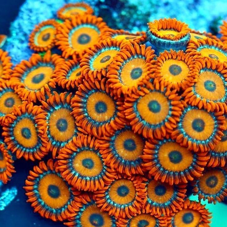 a closeup image showcases a vibrant cluster of zoanthids coral, featuring orange polyps with blue centers in an underwater setting.