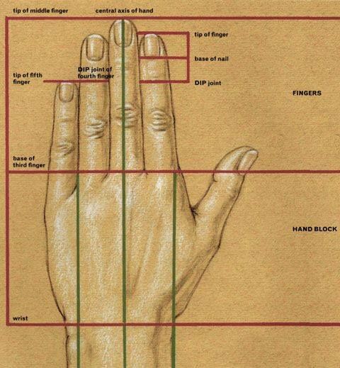 an anatomical diagram of a hand, with labels indicating parts such as the wrist, fingers, joints, and axis. the diagram shows the hand in a schematic way, with lines and labels to point out specific areas.