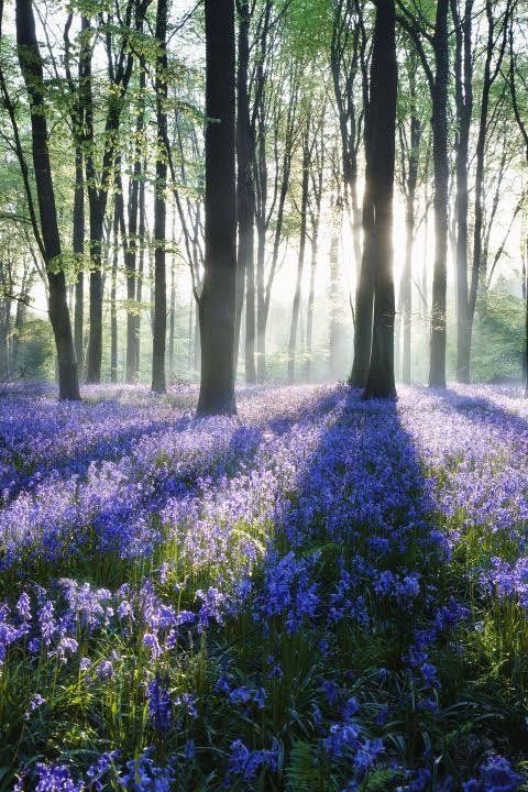 a sundrenched forest floor carpeted with a vibrant blanket of bluebells. tall trees stand amidst the flowers, their trunks casting long shadows across the scene. the air is filled with a soft, ethereal light, creating a sense of peace and tranquility.