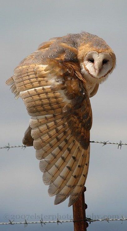 a barn owl is perched on a wire fence. it is facing sideways and looking towards the right side of the frame. the owl is white and brown in color. its wings are spread out. there is some green grass in the background, as well as a bright blue sky. the photo is taken in a closeup view, and the owl is in sharp focus.