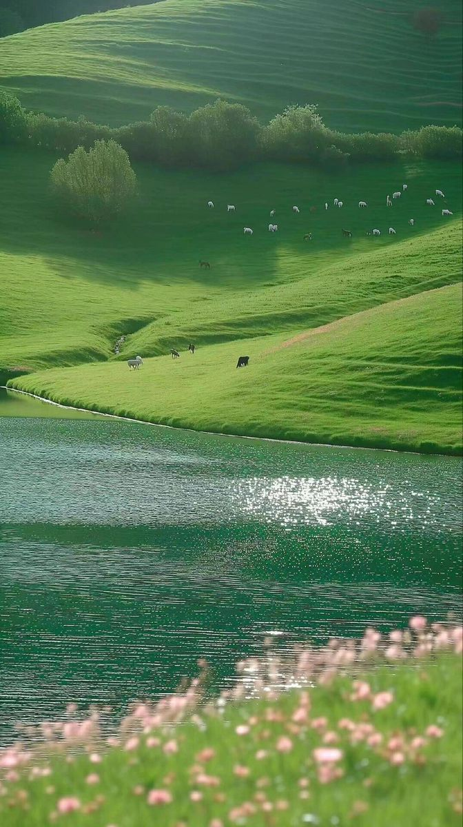 a serene, vertically oriented image captures a lush green hillside meeting the edge of a body of water. the hillside is covered in short, vibrant grass and dotted with grazing animals. the water surface reflects sunlight, creating a shimmering effect. in the foreground, wildflowers add a touch of color. the scene evokes a sense of peaceful, rural beauty.