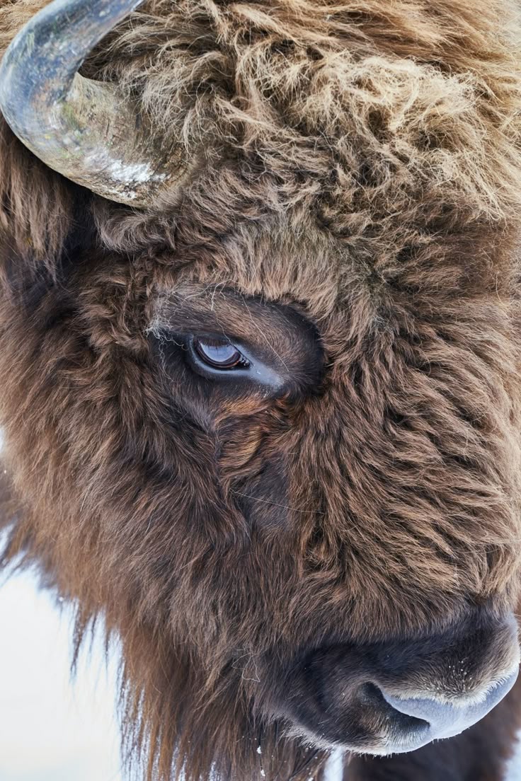 a closeup image shows the head and upper body of a bison. the bison is covered in thick, brown fur, with a prominent horn visible on the left side of its head. the bison's eye is visible and dark, and its nose is prominent. the image is in focus and welllit, highlighting the textures of the fur and the details of the bison's face.