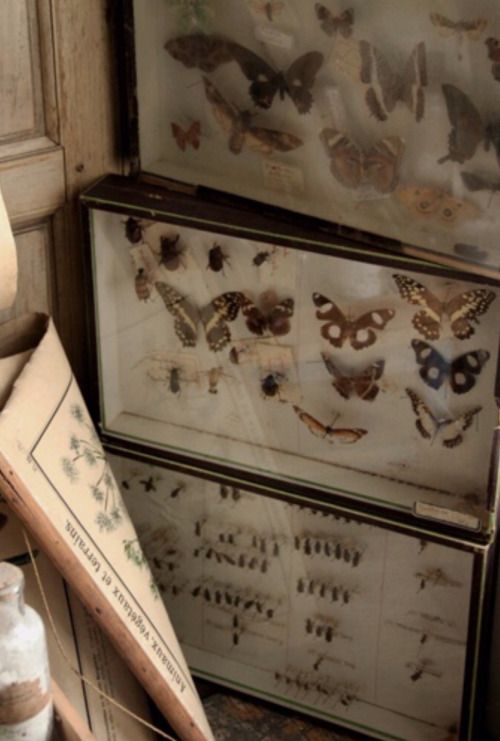 the image shows a collection of taxidermied butterflies and insects in vintage entomological display cases. the specimens are pinned and arranged neatly within the cases. one box has various butterfly types and another has beetles and other insects. a vintage book or chart labeled "animaux, vegetaux et terrains" is leaning against the cases. there is also a glass bottle or vial next to the chart. the overall aesthetic is old and scientific.
