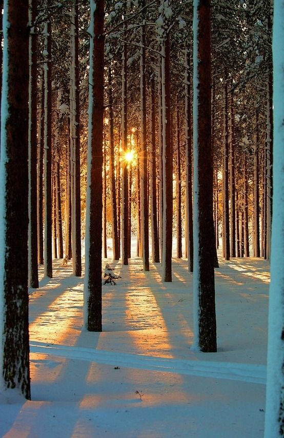 a snowy forest with tall pine trees. the sun is setting in the distance, casting long shadows across the snow. the scene is peaceful and serene. the sun's rays create a warm glow that illuminates the snowcovered ground. the image is a beautiful depiction of winter's beauty.