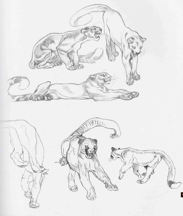the image contains several pencil sketches of cougars in various poses. these sketches show the cougars standing, lying down, and in dynamic movements, offering a study of the animal's anatomy and behavior.