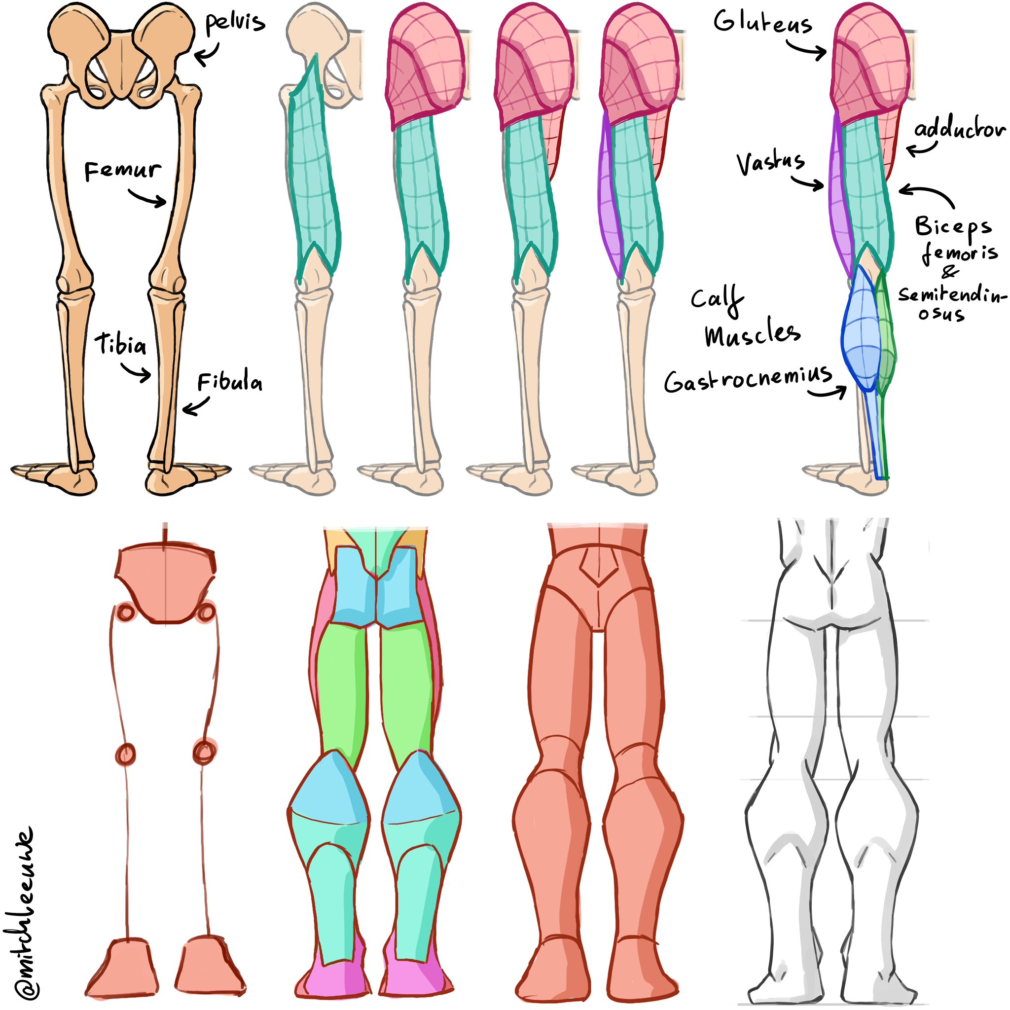 a diagram illustrating the leg muscle groups, showing the location and shape of the different muscles in the human leg.