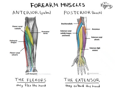 the image shows the anatomy of the forearm muscles, differentiating between the anterior (palm) and posterior (back) views. it labels various flexor and extensor muscles, including flexor carpi radialis, pronator teres, palmaris longus, flexor carpi ulnaris on the anterior side, and brachioradialis, anconeus, extensor carpi radialis longus and brevis, extensor carpi ulnaris, and extensor digiti minimi on the posterior side. it also indicates that the flexors flex the hand and the extensors extend the hand.