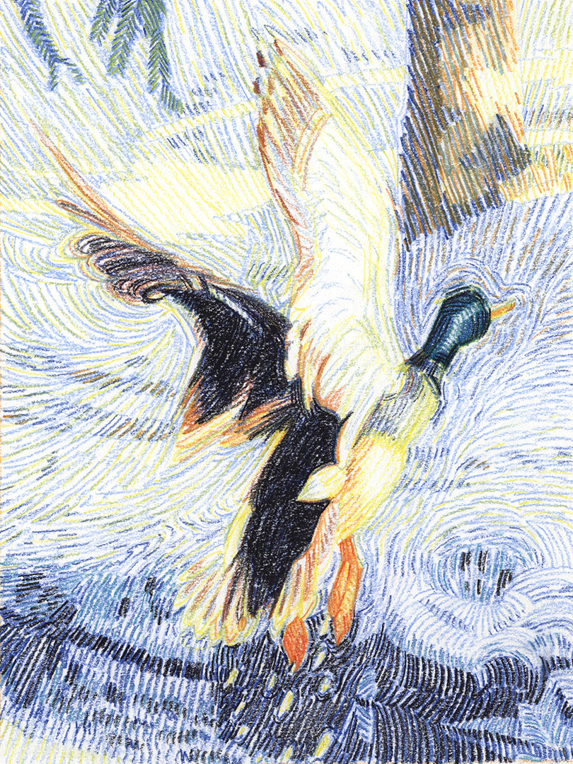 a closeup image of a duck in midflight, painted in a style that is reminiscent of impressionism. the duck's wings are spread wide, and its feathers are rendered in a way that gives the impression of movement. the background is a blur of colors, suggesting the water and sky. the overall effect is one of beauty and energy.