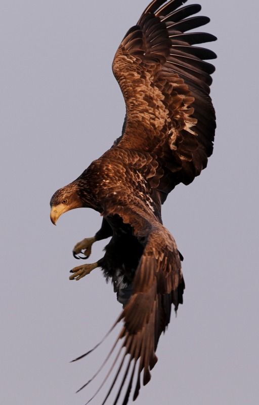 a brown eagle is captured midflight against a grey sky. the eagle's wings are partially extended, and its talons are visible. the bird is looking downwards with a focused expression.