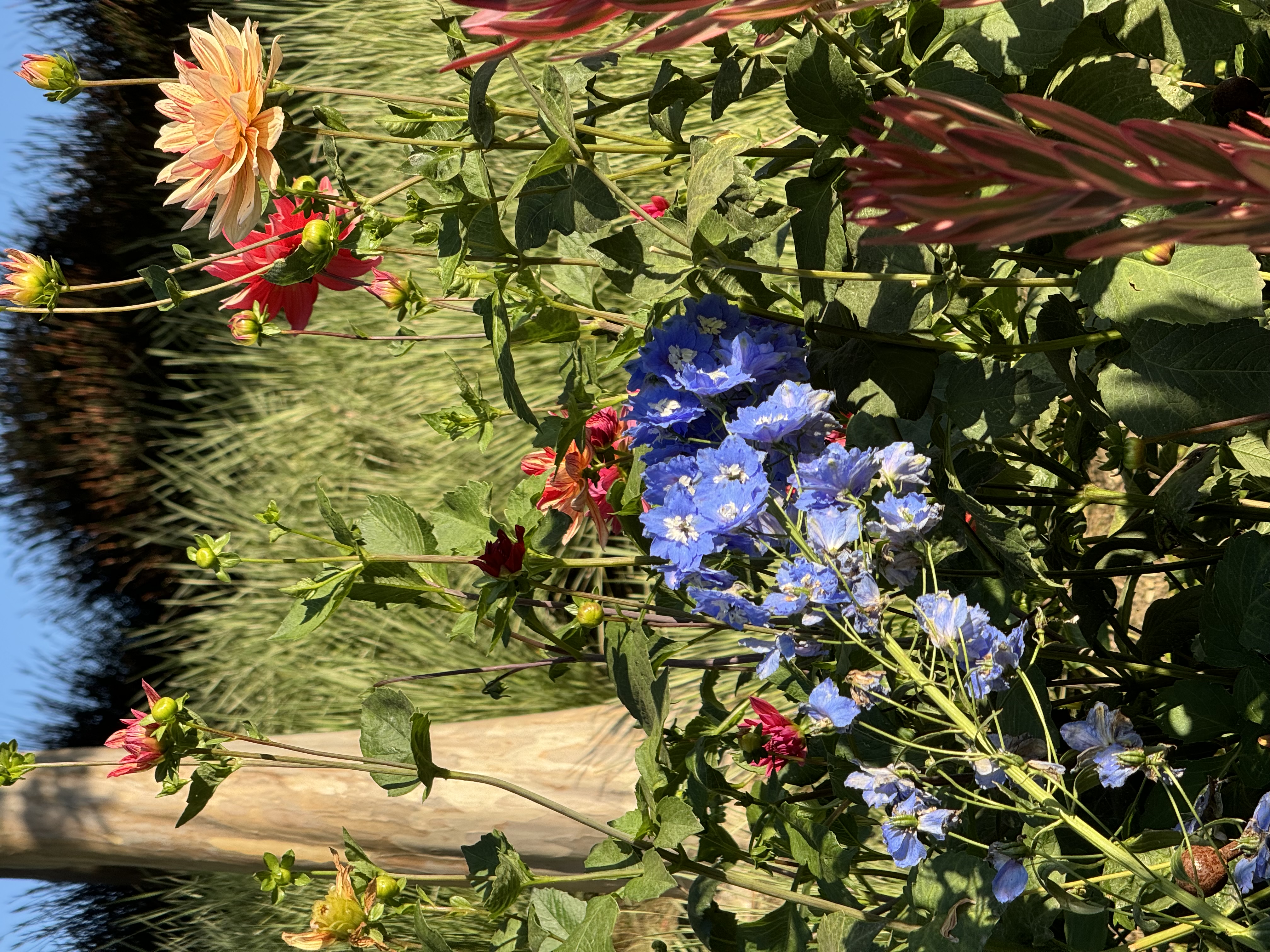 a variety of flowers in full bloom, including dahlias of different colors such as pink, yellow, and orange, along with some vibrant blue flowers. they are surrounded by lush green foliage and illuminated by bright sunlight.