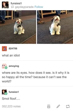 the image shows a photo of a small white and brown dog, with its tongue out, and its eyes closed. the dog looks very happy. the image is a post from tumblr about the dog with a lot of notes.