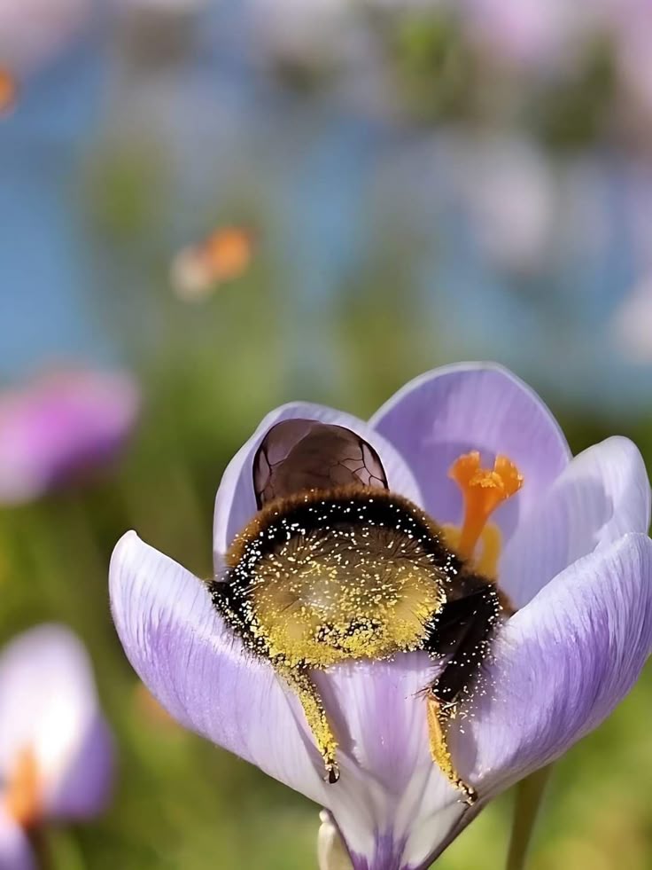 a bumblebee is nestled inside a purple crocus flower, covered in yellow pollen. the bee's black and yellow body is partially visible as it rests in the heart of the flower, surrounded by the flower's delicate petals and orange stamen. additional purple crocuses and blurred green foliage can be seen in the background, along with a softly blurred blue sky.