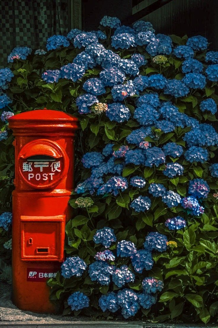 a vibrant image showcasing a bright red japanese postbox nestled amongst a lush bush of deep blue hydrangeas. the postbox, with japanese characters and "post" clearly visible, stands out against the rich blue and green hues of the flowers and foliage.  the setting appears to be outdoors, possibly a street scene, conveying a sense of summer and tranquility. the detail in the image captures the texture of the postbox and the delicate blooms of the hydrangeas.