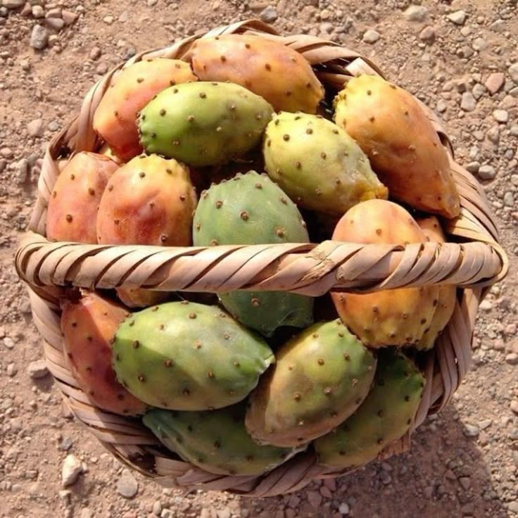 the image shows a woven wicker basket filled with fresh prickly pear fruits in varying shades of green and orange. the basket sits on a surface of small stones and dirt under natural sunlight. the prickly pears have small thorny or spiky spots on their surfaces. the photo appears to be taken outdoors, possibly after a harvest, and has a rustic or traditional feel.