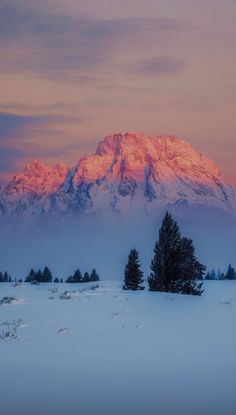 a snowcovered field with a few evergreen trees. the sun is setting behind a mountain range in the background, casting a pink and purple glow on the snow. the sky is a mixture of pink, purple, and blue.