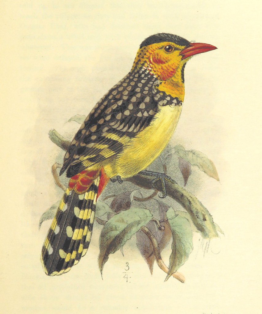 the illustration showcases a bird perched on a branch adorned with leaves. the bird's plumage is a vibrant tapestry of yellow, black, and red. its beak is a striking red, contrasting beautifully with its black crown. the leaves provide a subtle green backdrop, enhancing the bird's colorful presence.
