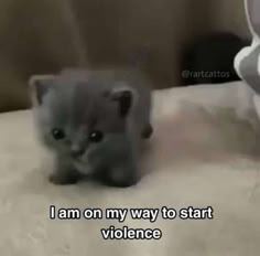 a tiny grey kitten with big eyes sits on a white surface, facing the camera with a cute, slightly mischievous expression. the caption beneath reads "i