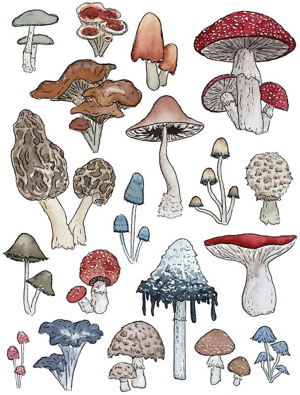 a vibrant illustration of a variety of mushrooms in a watercolor style. the mushrooms are drawn in a whimsical and cartoonish way, with many different colors and shapes. the background is a simple white, allowing the mushrooms to stand out. there is a sense of magic and fantasy in the illustration, which makes it perfect for a children's book or poster. the mushrooms are depicted in a variety of growth stages, from small and young to large and mature. the illustration is a celebration of the diversity and beauty of the natural world.