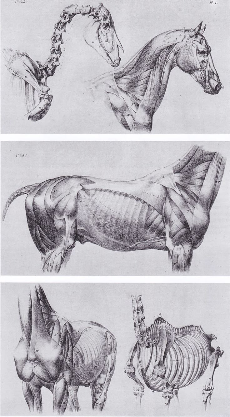 the image displays a series of detailed anatomical drawings of a horse, showcasing its musculature and skeletal structure. the drawings are divided into three distinct sections, each providing a different perspective on the horse's anatomy. the top section illustrates the horse's head and neck, highlighting the muscles and bones in those areas. the middle section presents a side view of the horse's torso, revealing the arrangement of muscles and the rib cage. the bottom section contains two drawings, one depicting the rear of the horse with its musculature and the other illustrating the same area with the skeletal structure exposed. the overall style is reminiscent of classical anatomical studies, characterized by meticulous detail and a focus on scientific accuracy.